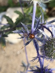 Hippodamia variegata
