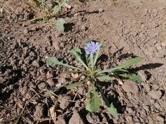 Cichorium intybus