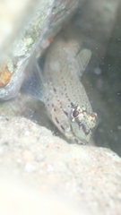 Gobius bucchichi