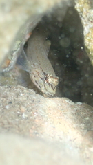 Gobius bucchichi