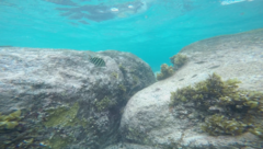 Abudefduf septemfasciatus