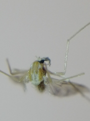 Chironomidae