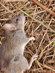 Rattus rattus
