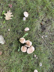 Caloboletus inedulis