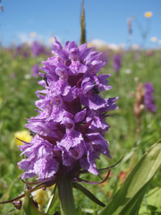 Dactylorhiza urvilleana