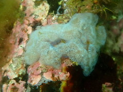 Aplidium glabrum