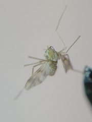 Chironomidae