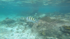 Abudefduf sexfasciatus