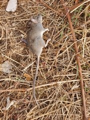 Rattus rattus