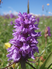 Dactylorhiza urvilleana