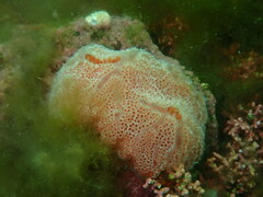 Aplidium elegans