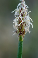 Eleocharis uniglumis