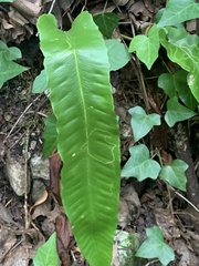 Asplenium scolopendrium