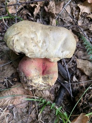 Rubroboletus satanas