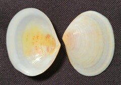 Semele proficua