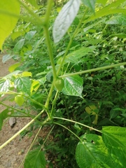 Physalis philadelphica