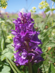 Dactylorhiza urvilleana