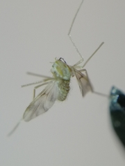 Chironomidae
