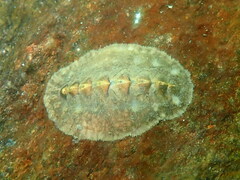 Acanthochitona fascicularis