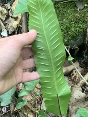 Asplenium scolopendrium