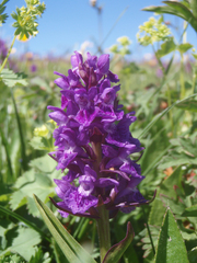 Dactylorhiza urvilleana