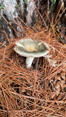 Heterophyllidia