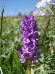 Dactylorhiza urvilleana