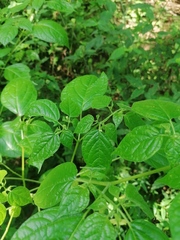 Physalis philadelphica