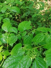 Physalis philadelphica
