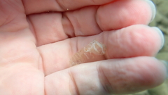 Alpheidae