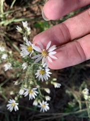 Symphyotrichum falcatum