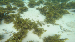 Cheilinus trilobatus