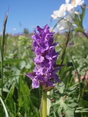 Dactylorhiza urvilleana