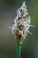 Eleocharis uniglumis