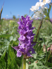 Dactylorhiza urvilleana