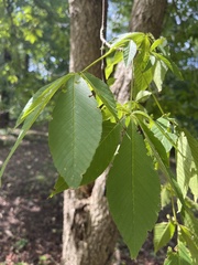 Castanea mollissima