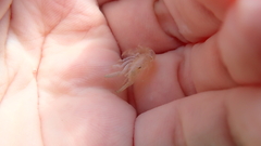 Alpheidae
