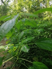 Physalis philadelphica