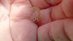 Alpheidae