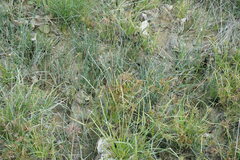 Eleocharis uniglumis