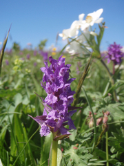 Dactylorhiza urvilleana