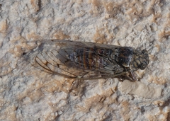 Cicada orni