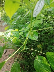 Physalis philadelphica