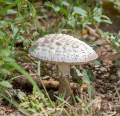 Amanita magniverrucata