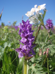 Dactylorhiza urvilleana