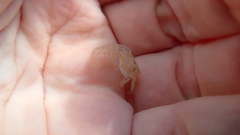 Alpheidae