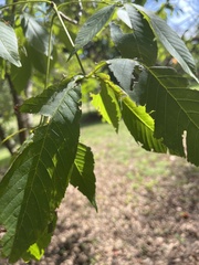 Castanea mollissima