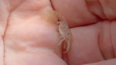Alpheidae