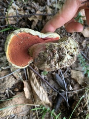 Rubroboletus satanas
