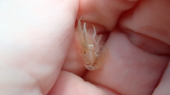 Alpheidae